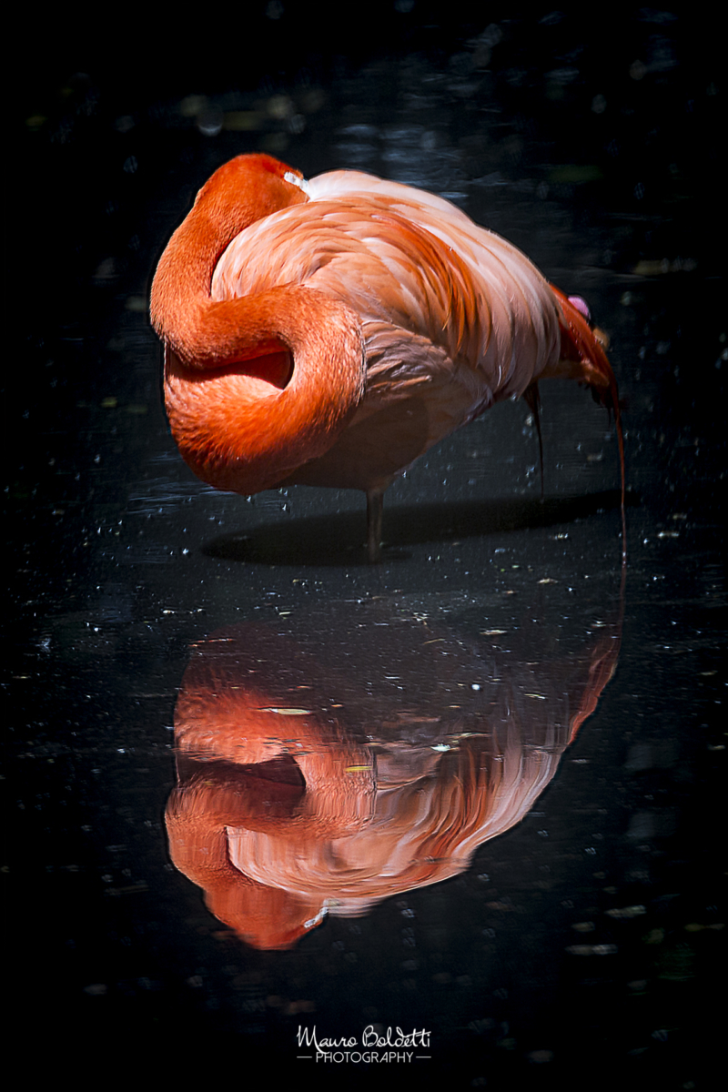 Wildlife