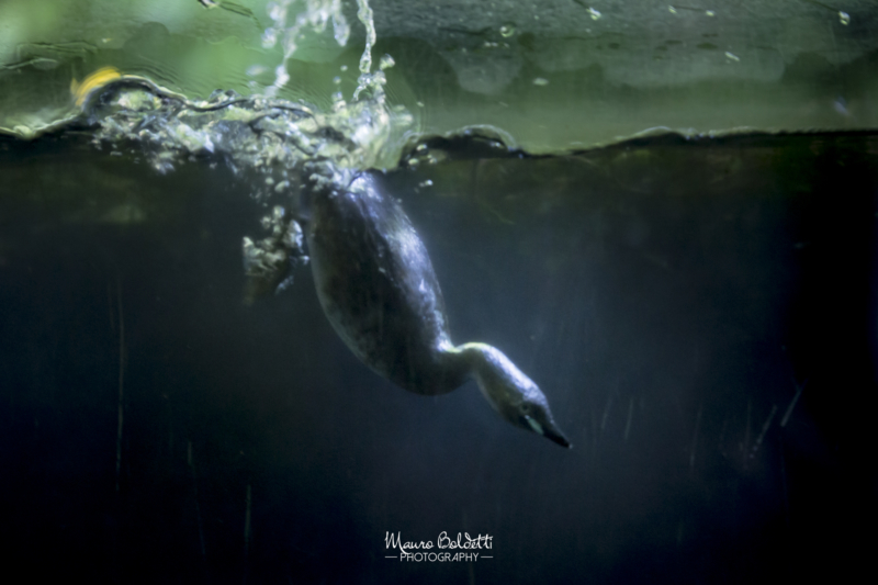 Wildlife