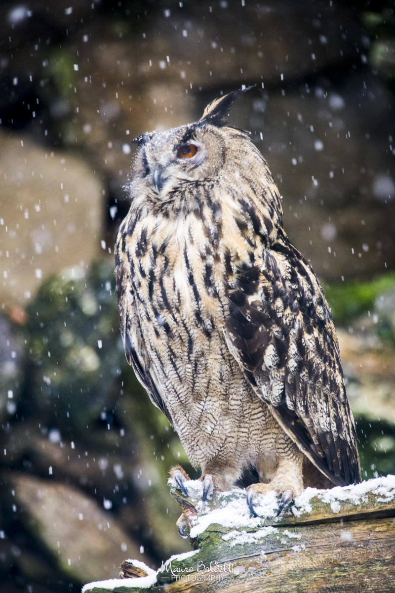 Wildlife