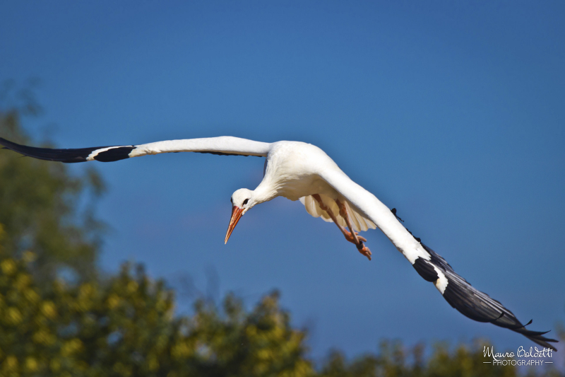 Wildlife