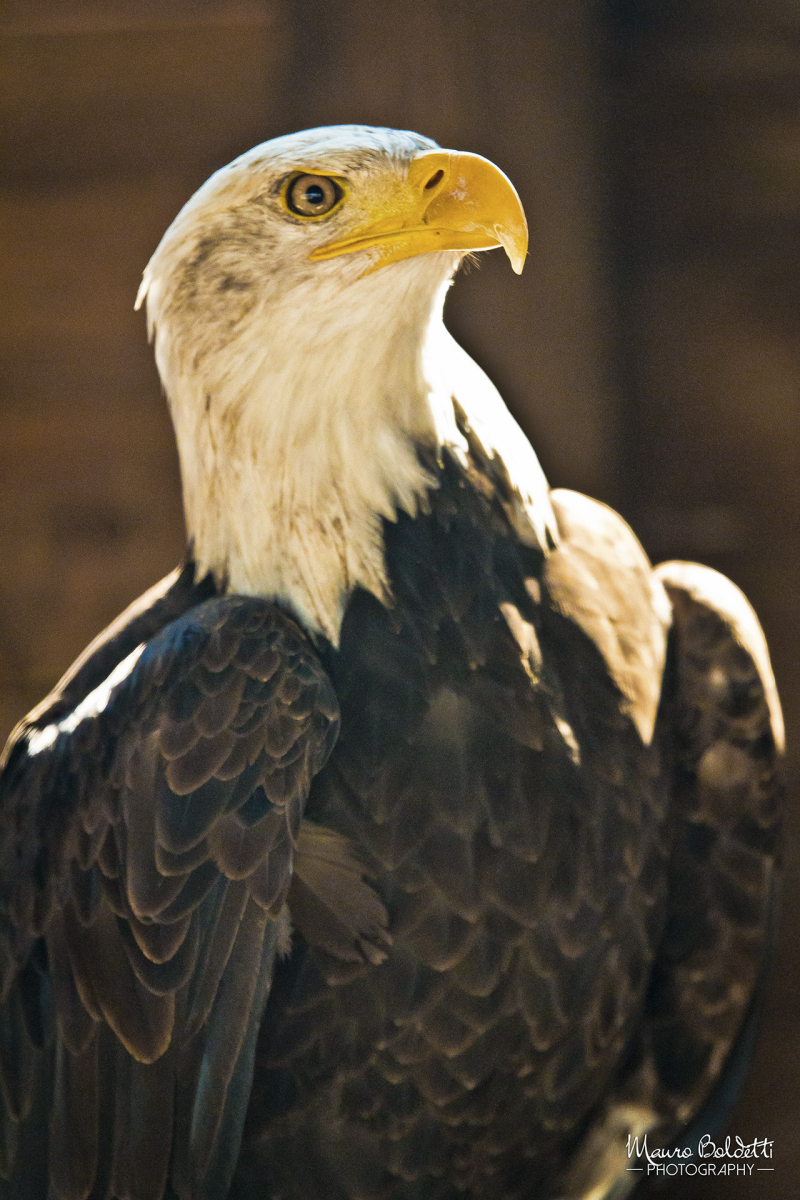 Wildlife