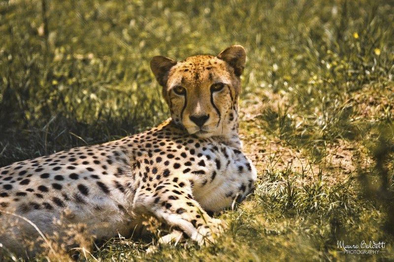 Wildlife