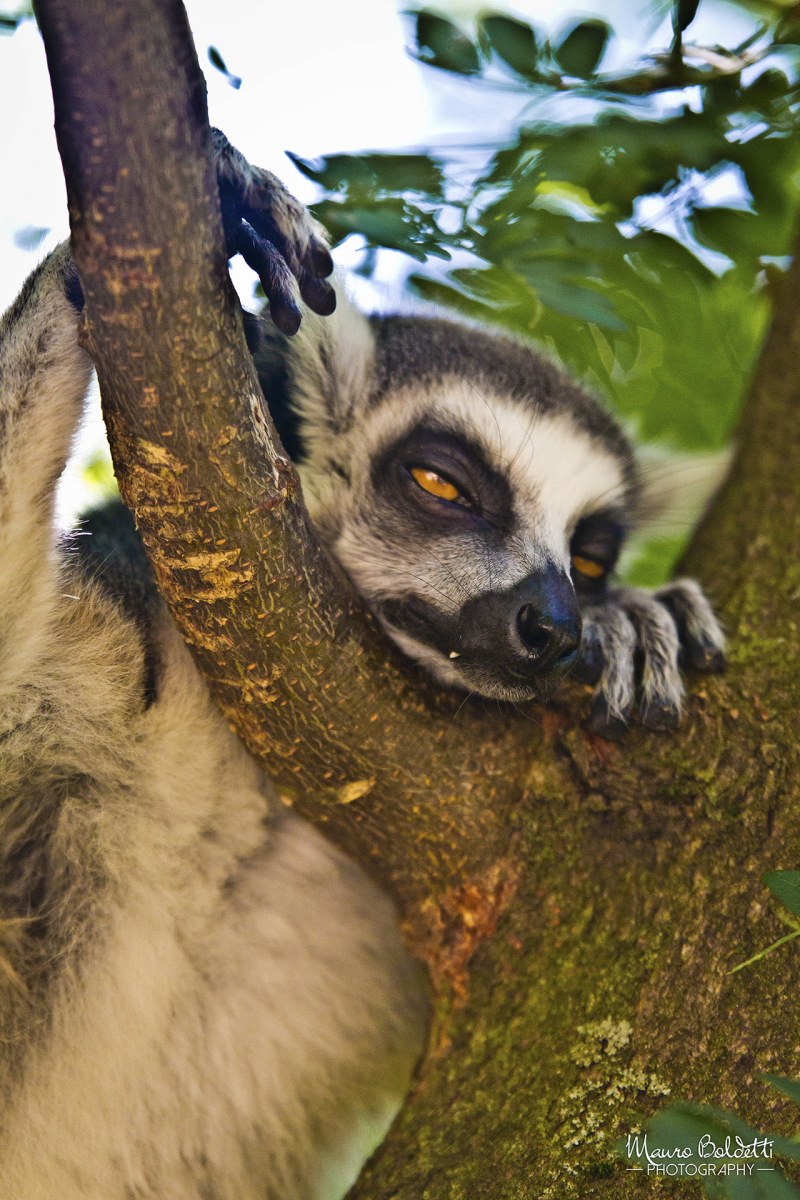 Wildlife