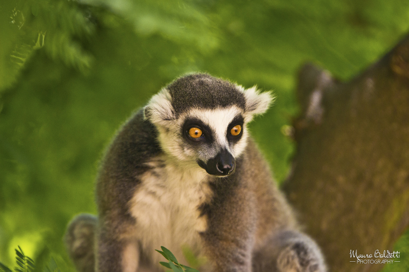 Wildlife
