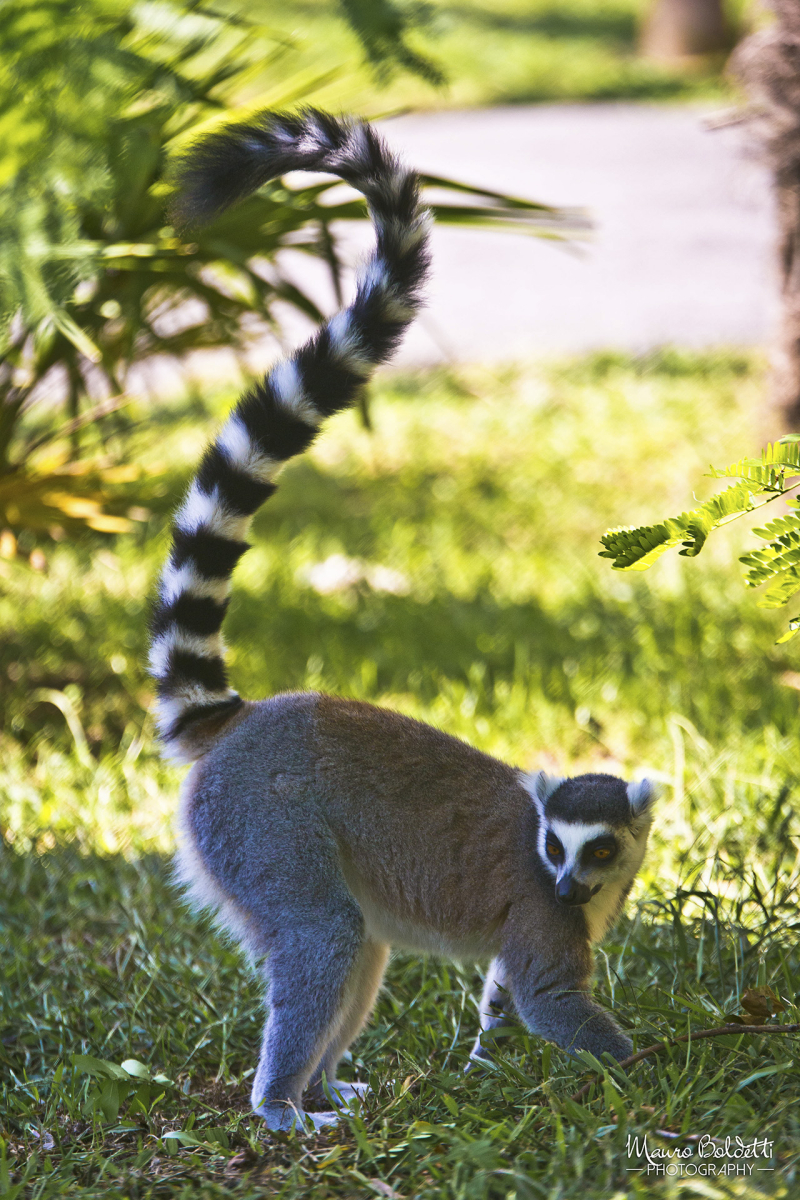 Wildlife