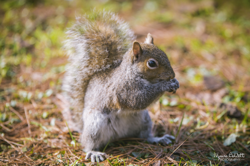 Animals & Nature