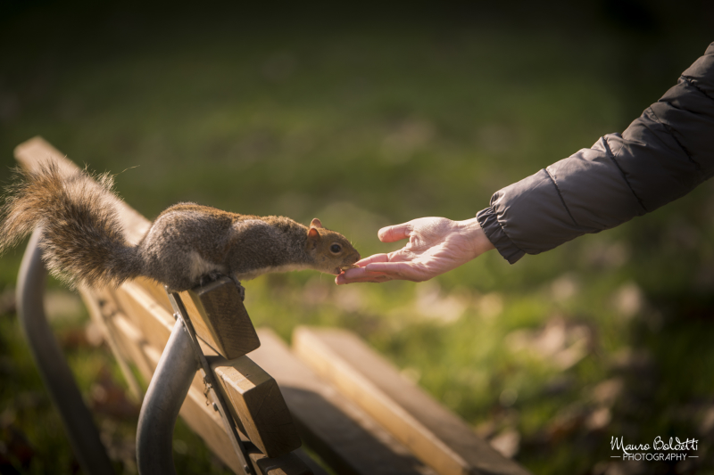 Animals & Nature