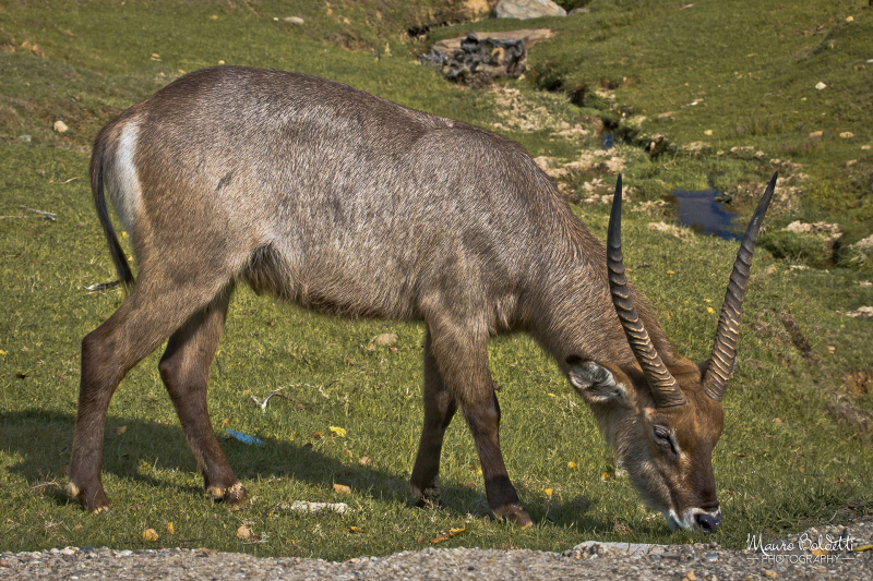 Wildlife