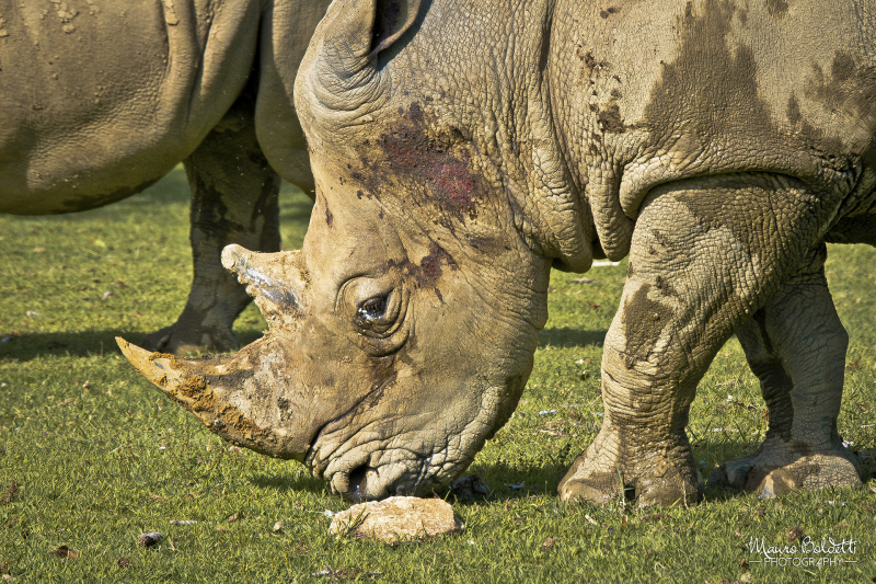 Wildlife