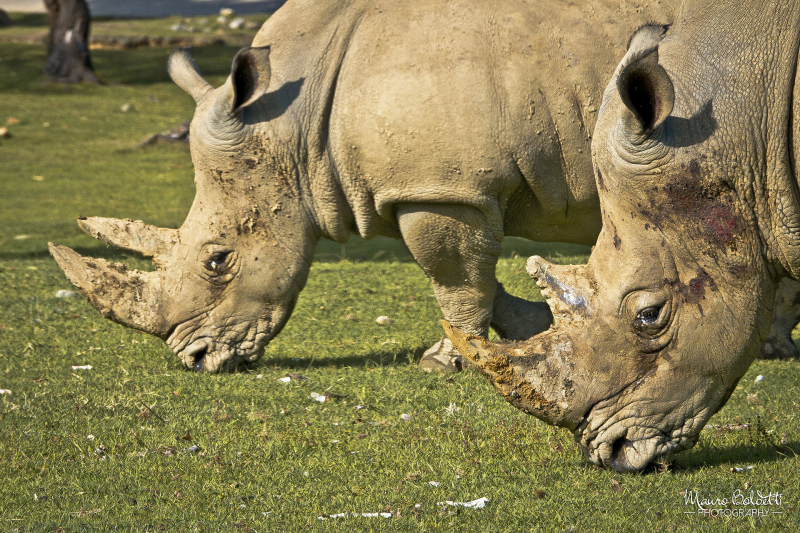 Wildlife