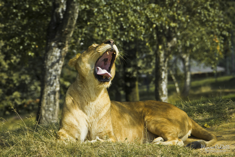 Wildlife