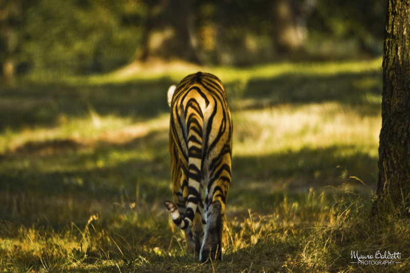 Wildlife
