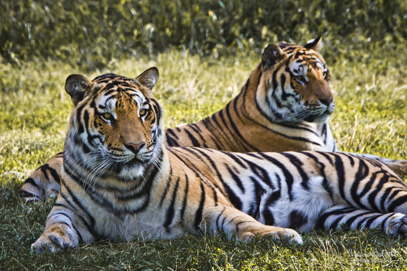 Wildlife
