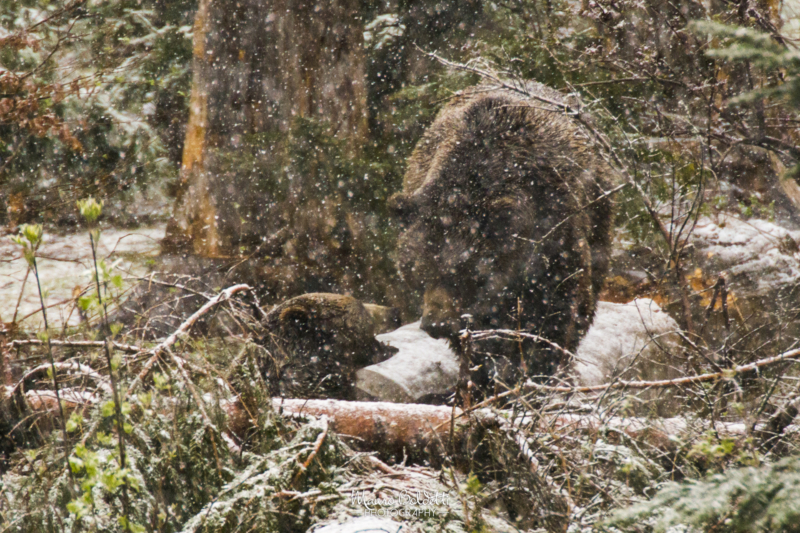 Wildlife