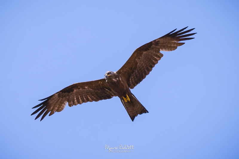 Wildlife